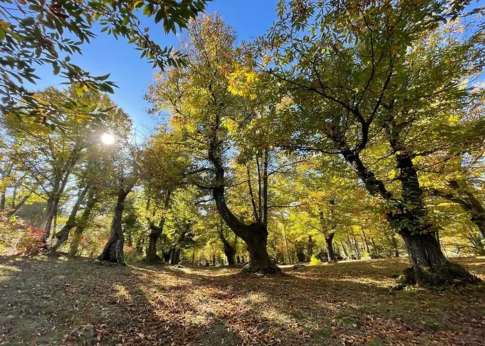 “all'antica Dogana” * Bosco (Parma)